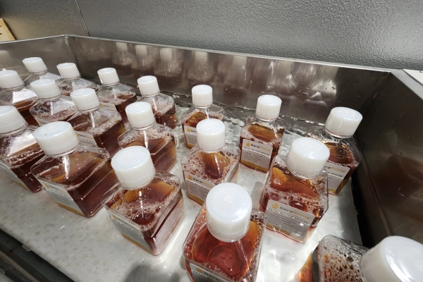 Many serum bottles in a lab