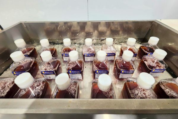 Several plastic bottles filled with reddish liquid and sealed with white caps are arranged in rows inside a metal tray partially filled with water. The bottles have labels and some foam is visible inside.
