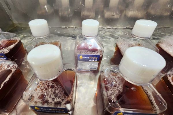 Several clear plastic bottles with white caps containing a reddish liquid, partially submerged in water. One bottle with a visible "SeraPrime" label is centered among the others.