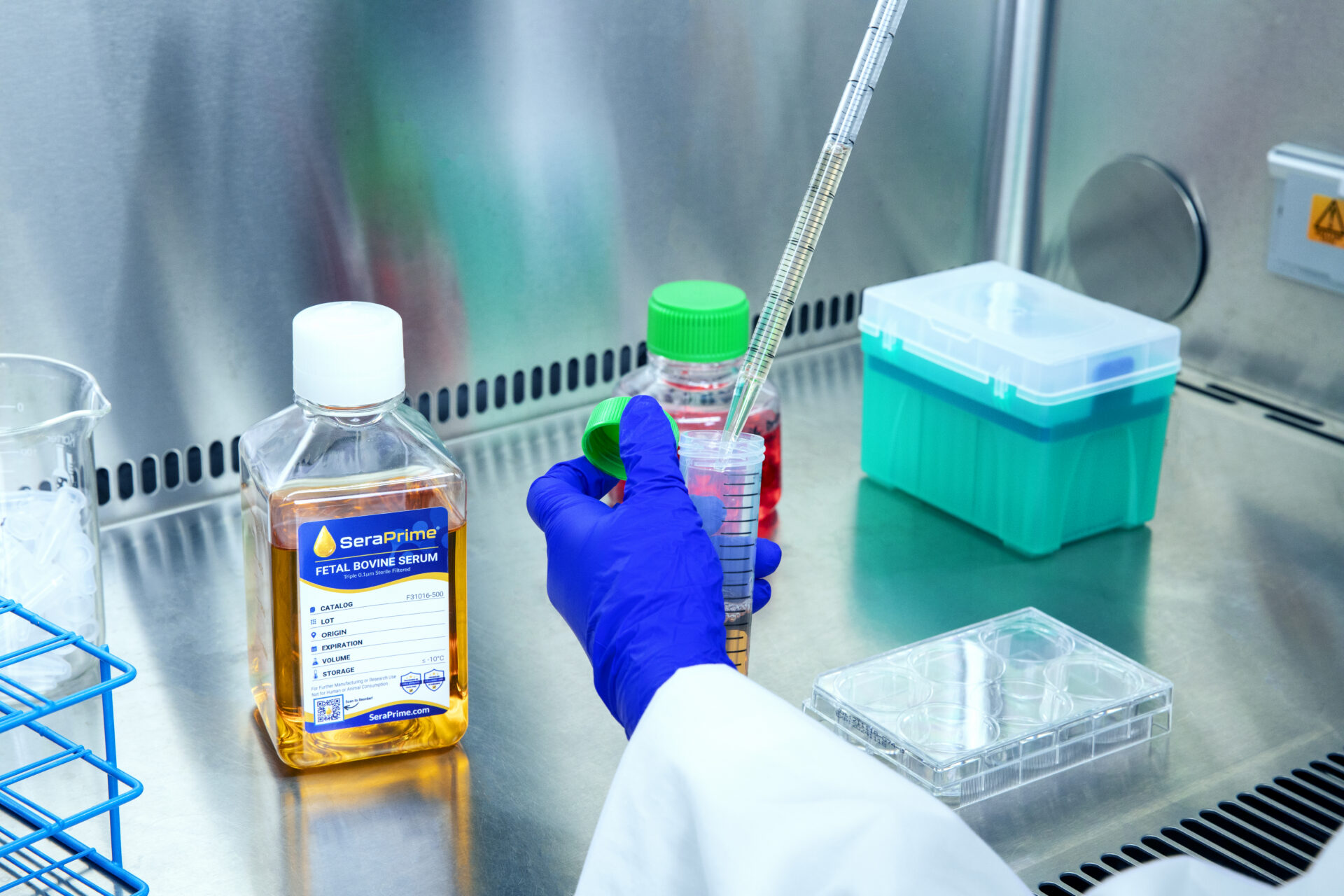 A gloved lab technician uses a pipette to transfer liquid into a conical tube beside a bottle labeled SeraPrime fetal bovine serum, with lab supplies on a stainless work surface inside a biosafety cabinet