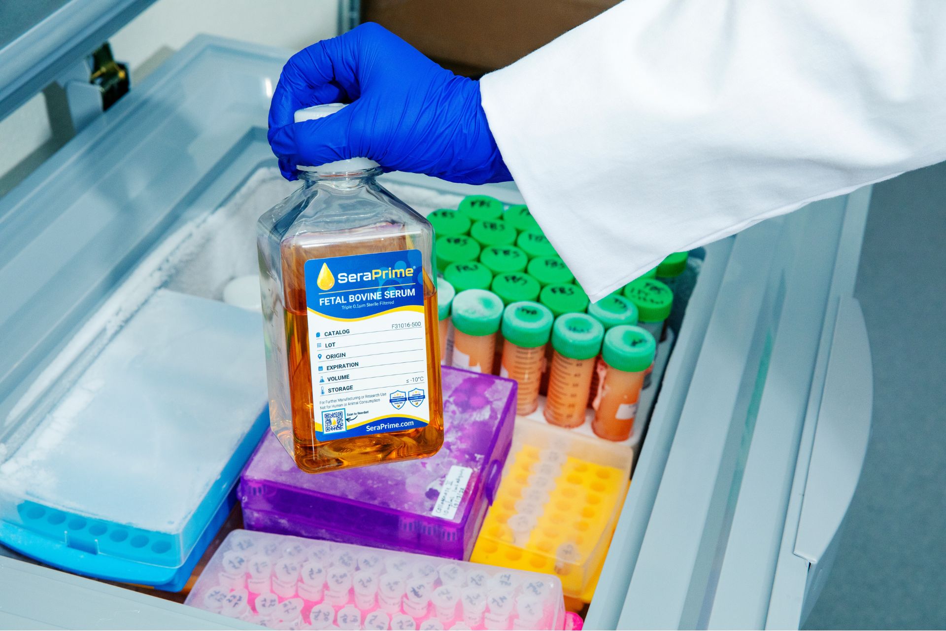A gloved hand holds a bottle labeled "Fetal Bovine Serum" above an open freezer drawer filled with colorful vials and tubes, commonly found in a laboratory setting. A gloved hand holds a bottle labeled "Fetal Bovine Serum" above an open freezer drawer filled with colorful vials and tubes, commonly found in a laboratory setting.