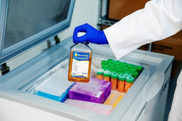 A gloved lab technician removes a bottle of SeraPrime fetal bovine serum from a laboratory freezer filled with organized sample tubes and storage boxes.